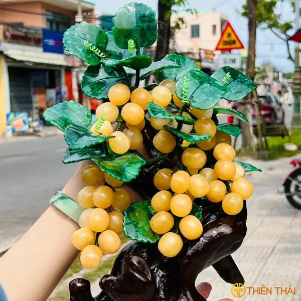 Cây Nho ngọc Hoàng Long